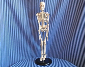 Jointed skeleton | Etsy