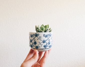 Mini Flower Print - Miniature Succulent Planter Pot Kits