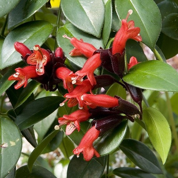 Red Lipstick Plant / Vine Aeschynanthus obconciocus Live