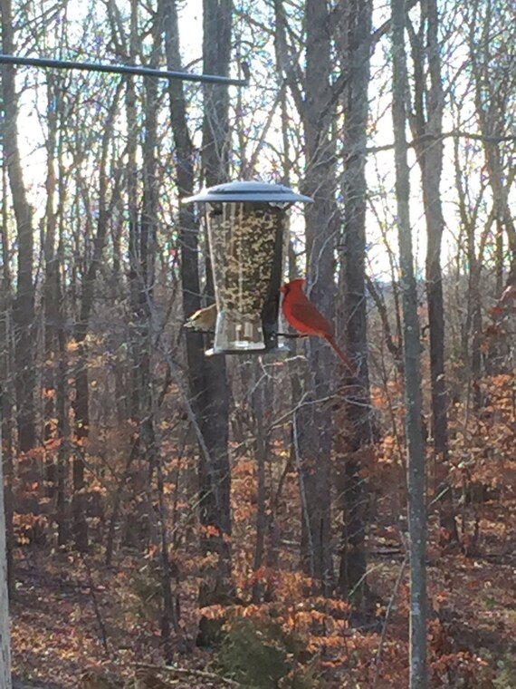 items similar to swivel bird feeder plant hook on etsy items similar to swivel bird feeder plant hook on etsy