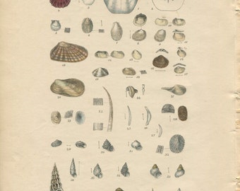 Antique Print.Original.Authentic.RARE. Sowerby.British Shells.Conchology.Hand Coloured.Color. Antique Book. Steel Engraving.Vintage 188