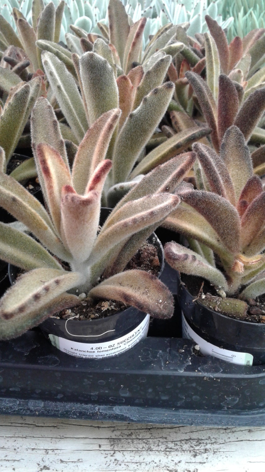 Succulent Plant. Kalanchoe Chocolate Soldier.