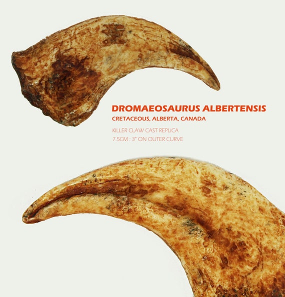 dromaeosaurus fossil