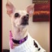 doggyboutiquepr