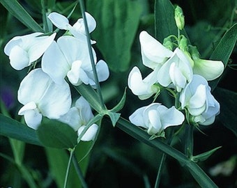 Sweet Pea Pearl White Vine * Perennial!! 10 Seeds