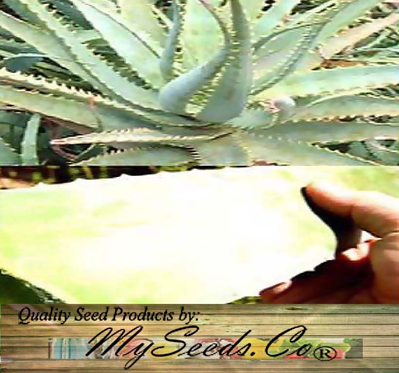 Aloe Seeds Mix Excellent House Plants succulent For