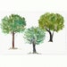 Mediterranean TREES. Watercolor clip art. Digital Watercolours