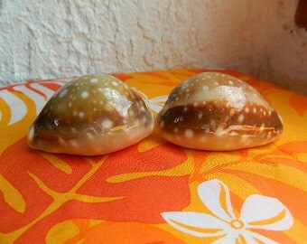 coquillage porcelaine de Tahiti