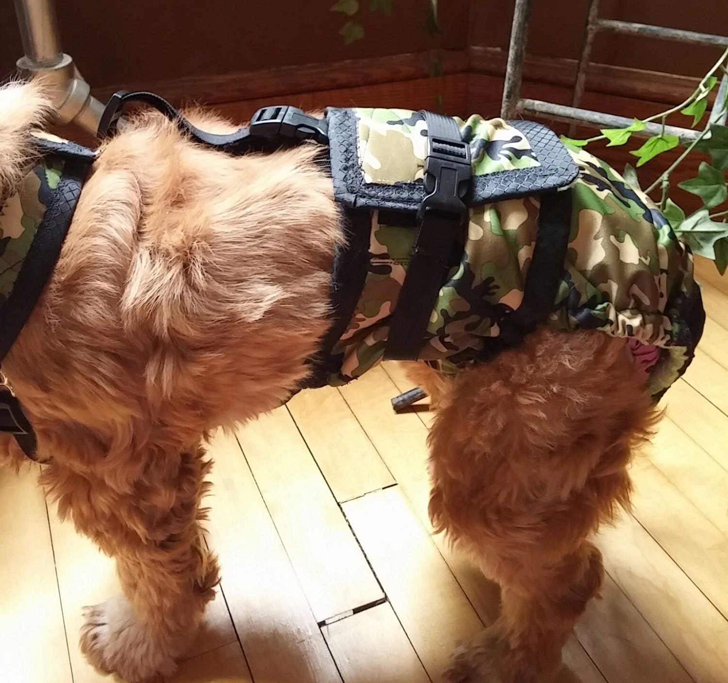 Diaper w/ harness/boy style dog No pad/diaper needed