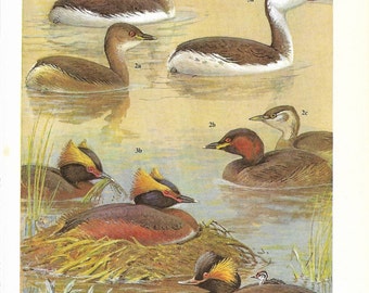 Vintage Birds Coloured Book Plate - Grebes - Ideal For Framing # 5