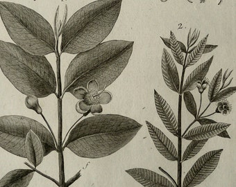 1793 Antique botanical print of GUAVA TREE, leaves, fruits and flowers. Yellow guava. Lemon guava. Psidium guajava. 224 years old engraving