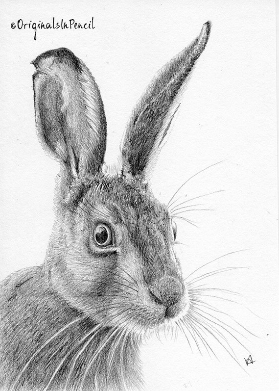 Inquisitive Hare pencil portrait/drawing by OriginalsInPencil