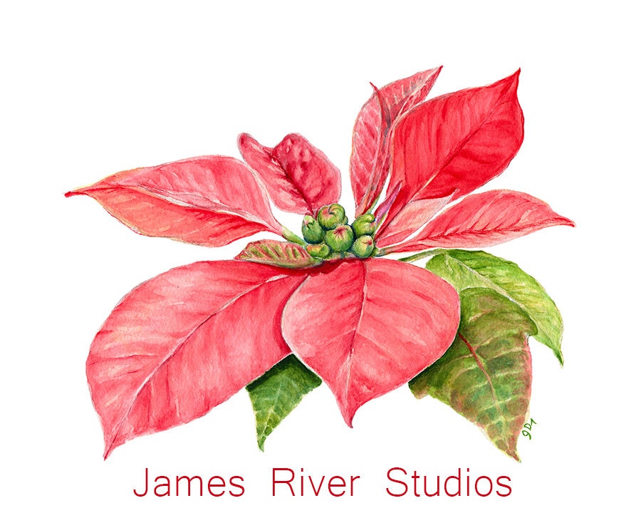 Watercolor christmas art, Christmas watercolor, Watercolor flowers