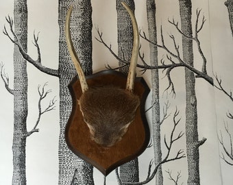 Vintage Mounted Deer Antlers With Fur Base on Wood Plaque