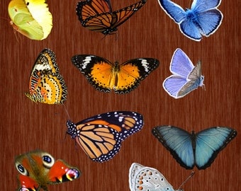 10 butterfly overlays