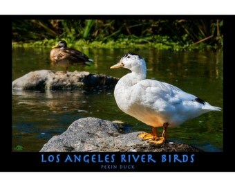 Pekin Duck - Los Angeles River Birds series