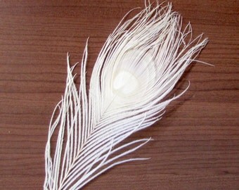 White Peacock Feathers 10"-12"