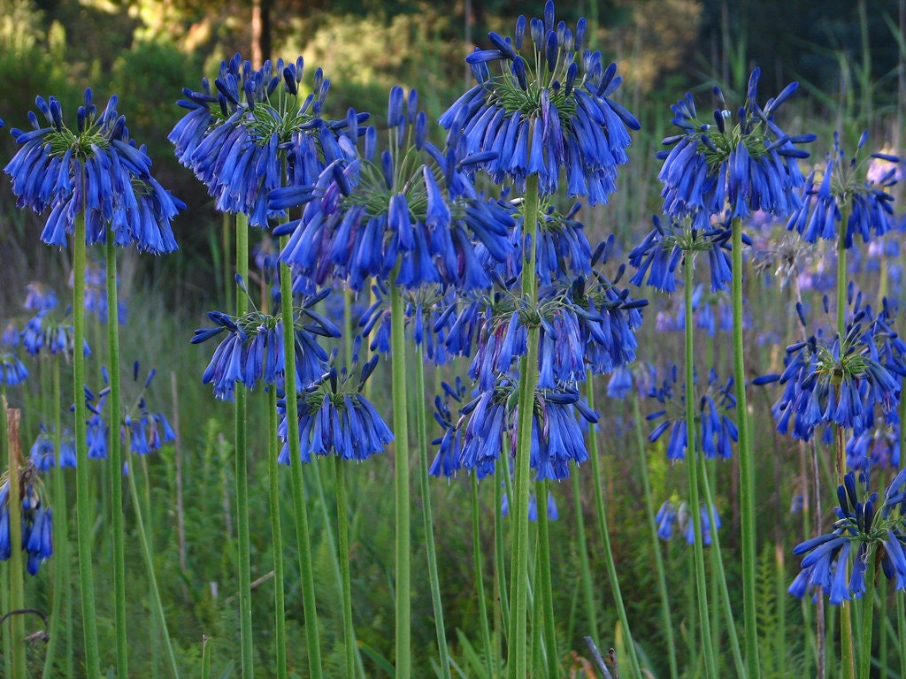 Agapanthus Inapertus, Drooping Lily of the Nile, 6 Seeds, Garden