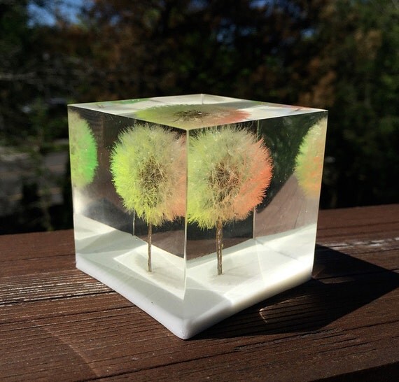 Rainbow Dandelion Wishie Cube Keepsake. Natural Gift. Wishie