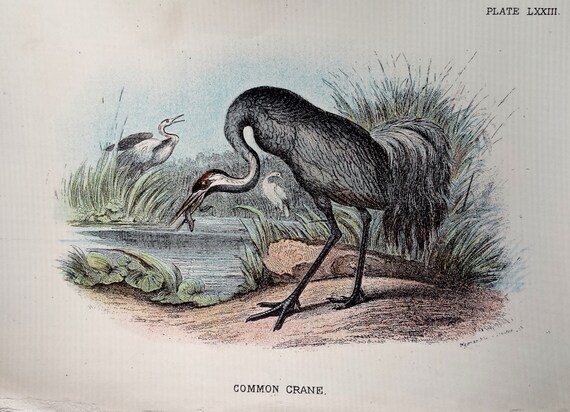 Lloyds Natural History Handbook Carnivora Part I Cats Mungooses 32 Colour Plates Lloyds Natural History Handbook Carnivora Part I Cats Mungooses 32 Colour Plates