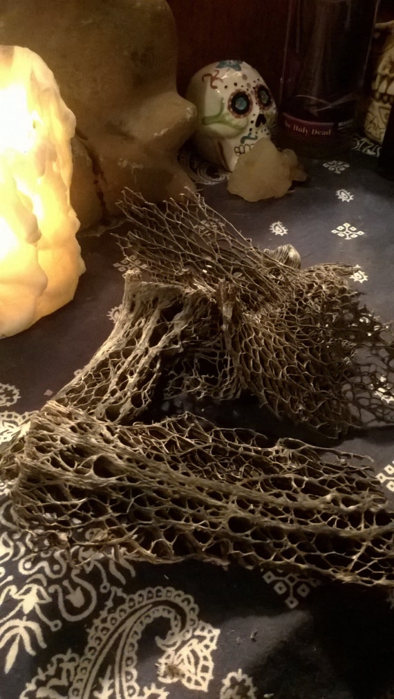 MEDIUM prickly pear cactus skeletons by hurricaneVoodoo on Etsy