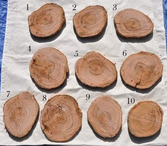 8 10 Large Wood Slice Tree Slice Gum Tree  by 