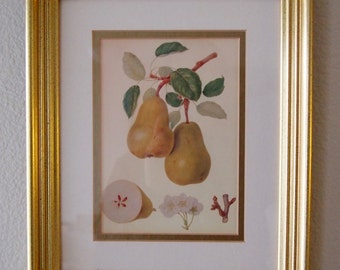 Pear Fruit Art Print in a Gold Frame