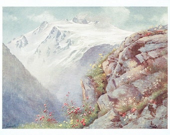 1910 Alpine Print Saxifrage with the Aiguille du Tour and Glacier des Grands July Painted by G Flemwell Mat and Mount 8" by 6"