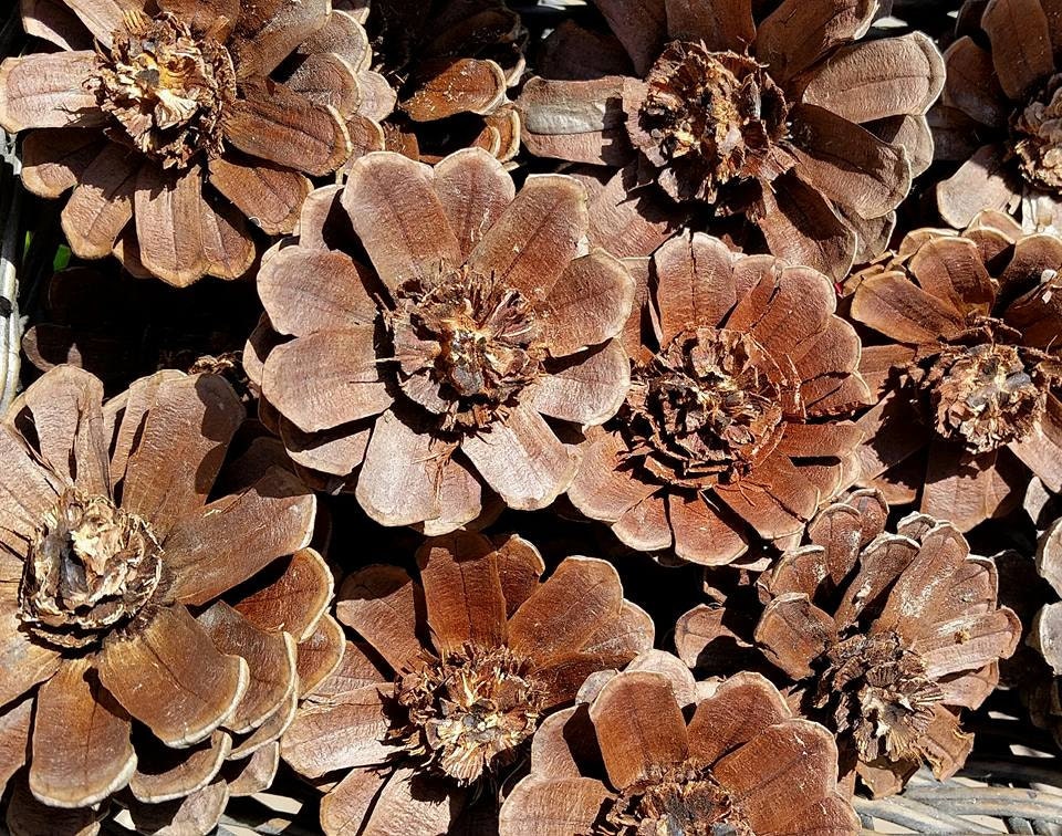 Pine cone daisy Flowers Pine cone Zinnia Pine Cone Flowers