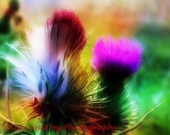 Bright Impact Thistle Flower