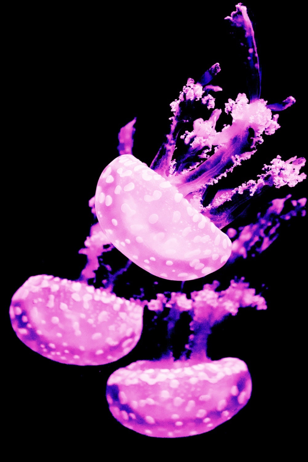 Pop Art Moon Jellyfish Photography Print Neon Pink Jellyfish