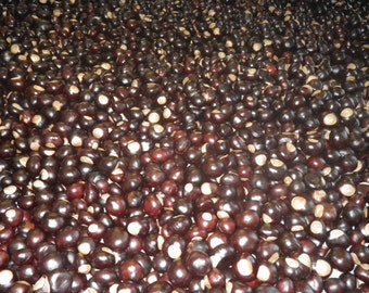 25 per order, 1000's available, Buckeye Nuts Varied Sizes Small Medium Large Ohio State Tree Football Seed Fresh 2016 Season
