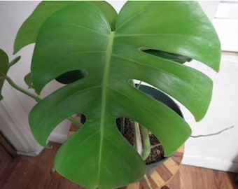 Live Monstera Split Leaf Philodendron Plant Tropical Garden Houseplant bohemian jungalow Elephant Ear Window