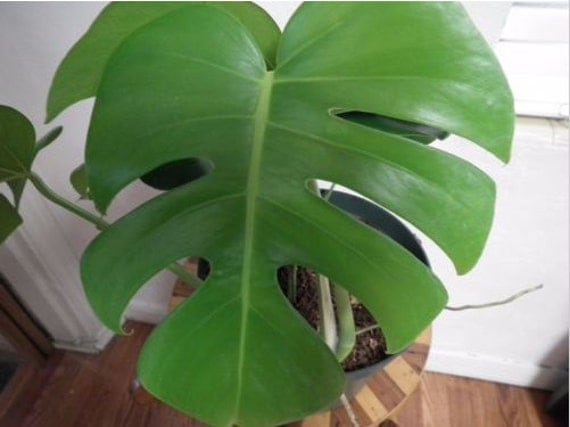 Live Monstera Split Leaf Philodendron Plant Tropical Garden