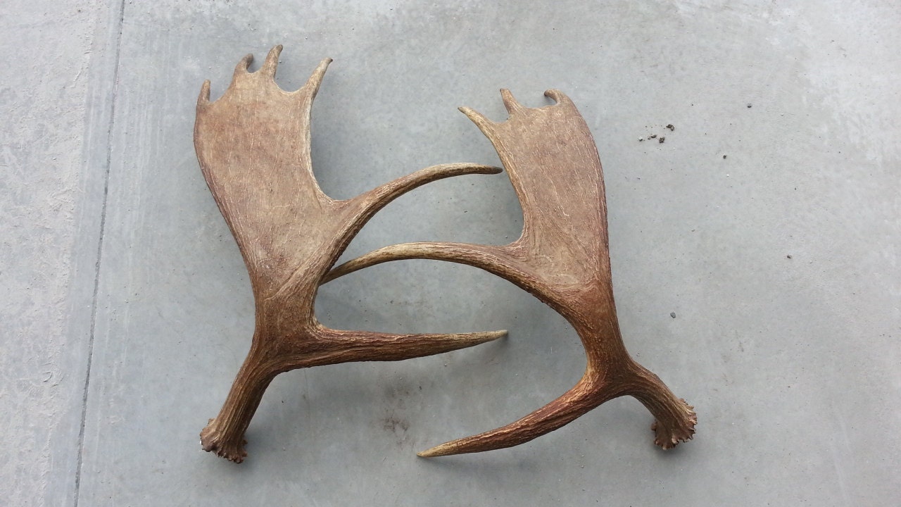 Matched Pair of Fresh Shed Moose Antler Lot No. 74664ML
