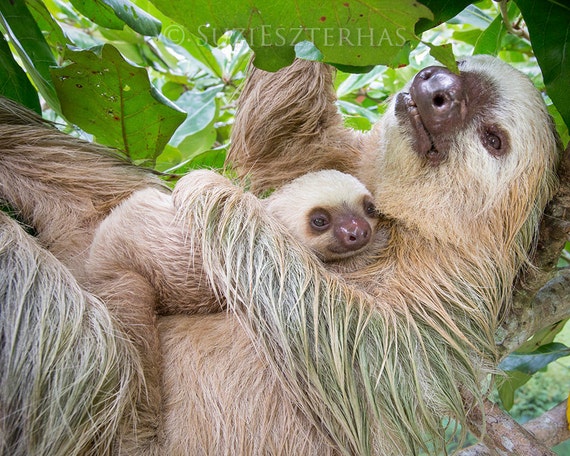 maman et bebe paresseux se blottir photo