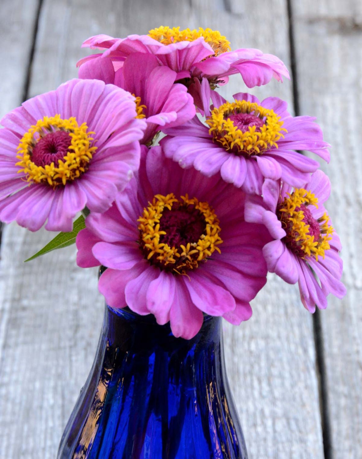 Zinnia Seeds Purple Zinnia Single Zinnia elegans Great For Cut