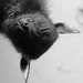 batty88