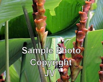 Pampano Plant 7 Seeds Tropical Foliage Unique Flower Good For Container Gardening Sun to Shade Interior or Landscape Calathea lutea