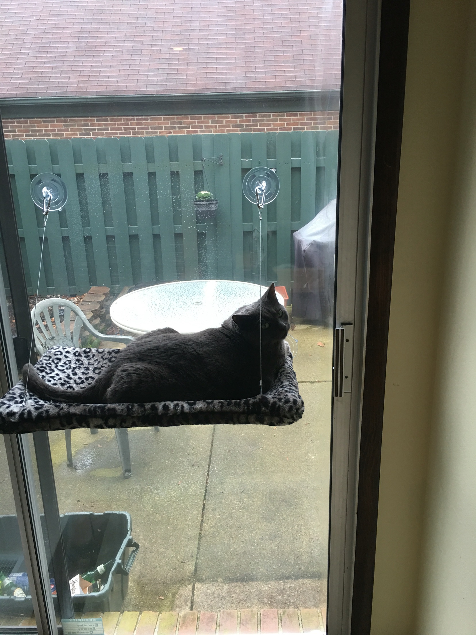 Cat window perch, Cat window, Curious cat