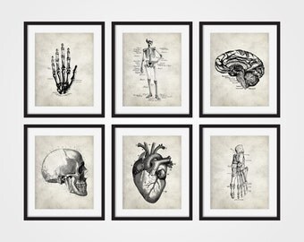 Anatomy Art Prints, Hand, Heart, Foot, Brain, Skull, Skeletal Human Anatomy Set of Six 5x7, 8X10, 11x14 Medical Science Doctor Decor