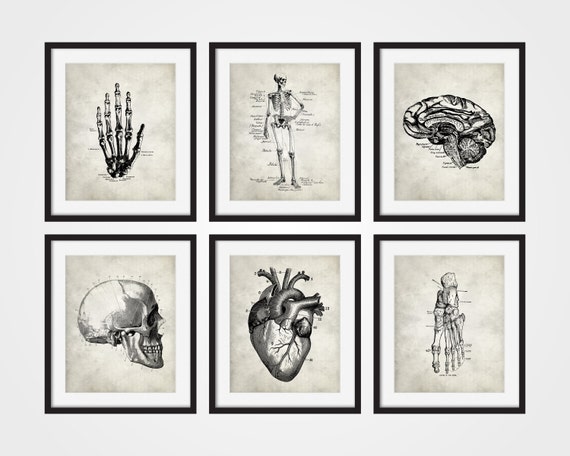 Anatomy Art Prints Hand Heart Foot Brain Skull Skeletal