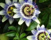 Passion Flower Seeds - BLUE - Tropical Climbing Vine - House Plant - 10 Seeds