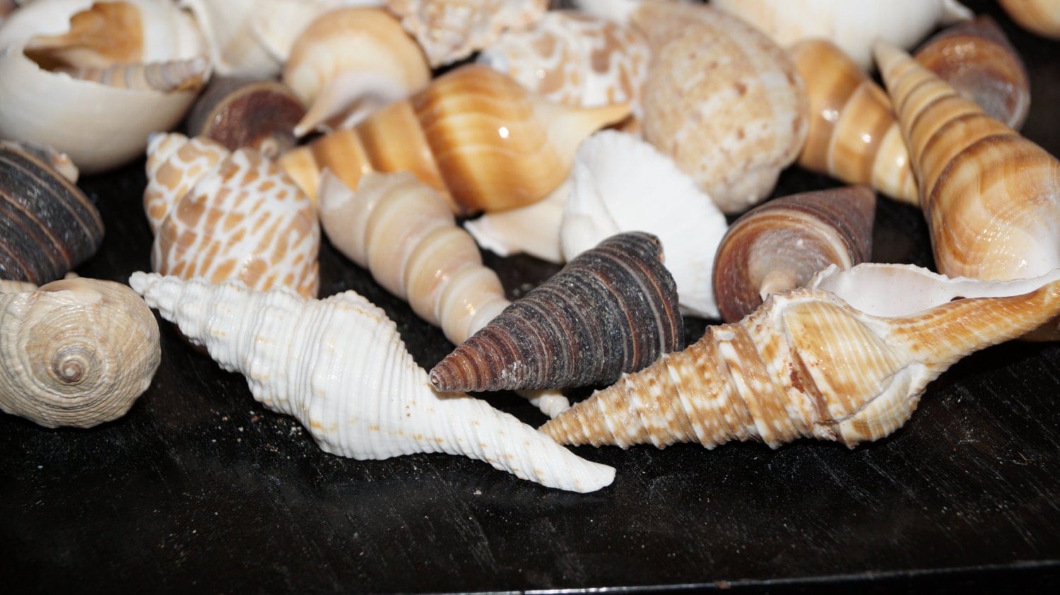 Bulk Seashells Wholesale Seashells 50 Seashells for Craft