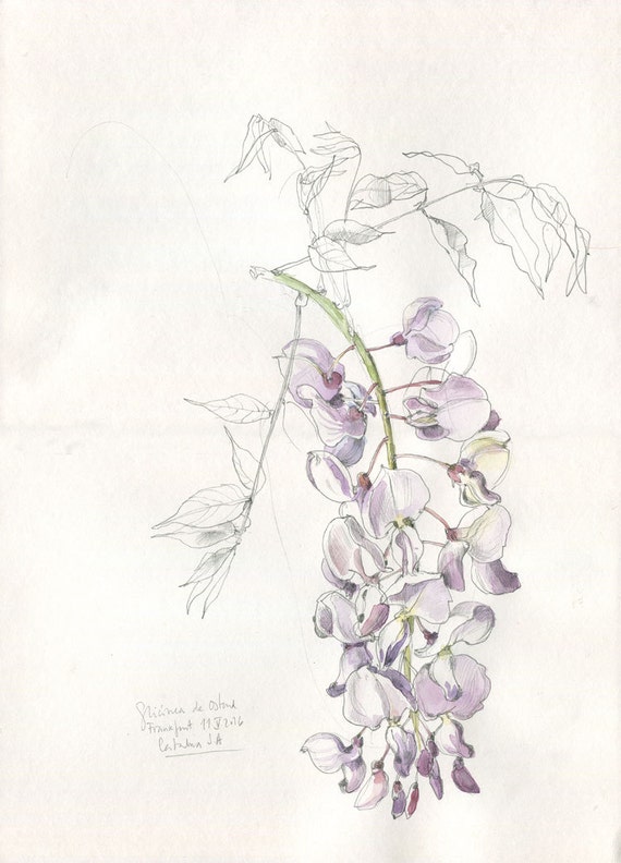 Wisteria Blossom 3 botanical PRINT Wisteria purple by