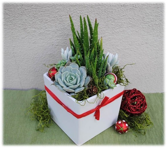 Christmas Succulent ArrangementChristmas by SucculentsAndMore1