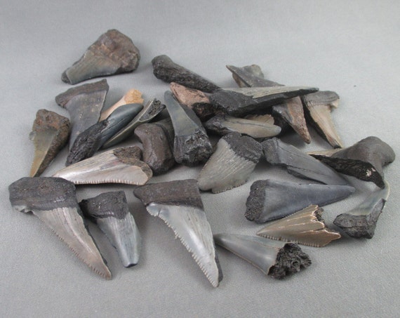 2 Megalodon Shark Teeth small Dinosaur Fossil Gift for