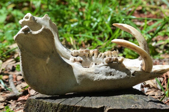 Wild Boar jaw lower jaw with tusks boar tusks