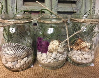 Mason Jar Terrarium Airplant Kit