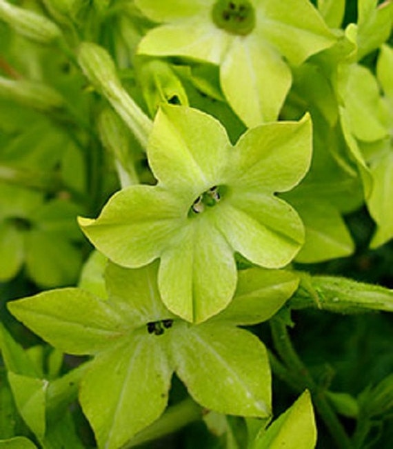 Lime Green Nicotiana Alata Flower Seeds / Annual 100